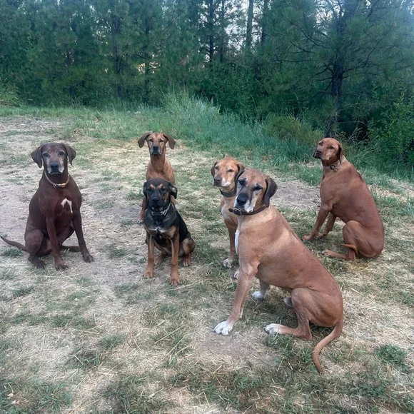 @4toomanydogs is live at 5 EST Dec 5! Vintage & Handcrafted Rose & Web  Trainer - Picture 6 of 11